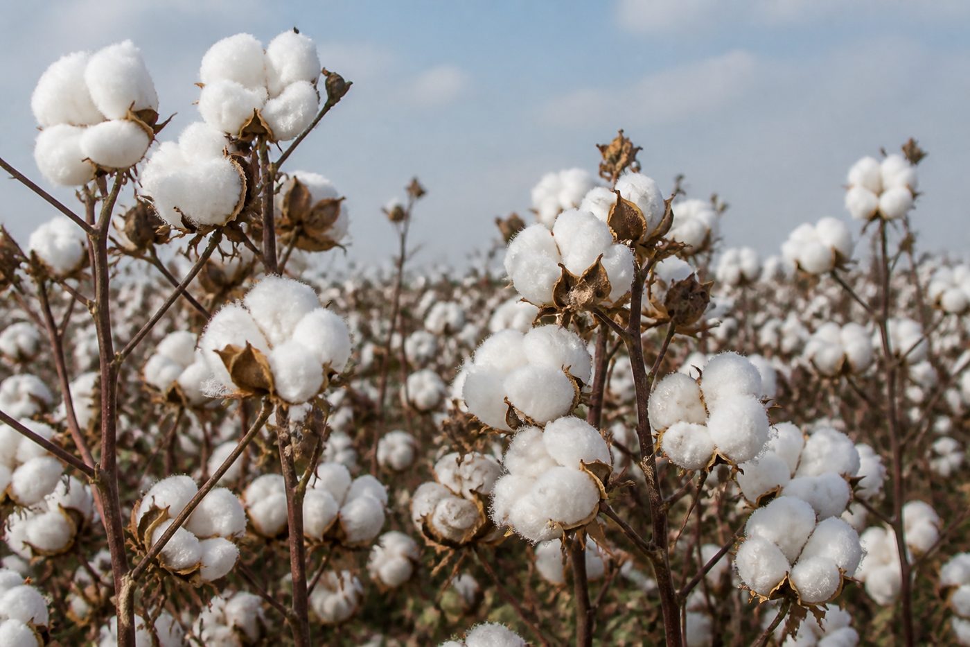 Open cotton bolls in a field, cotton fiber origin for apparel and babywear programs