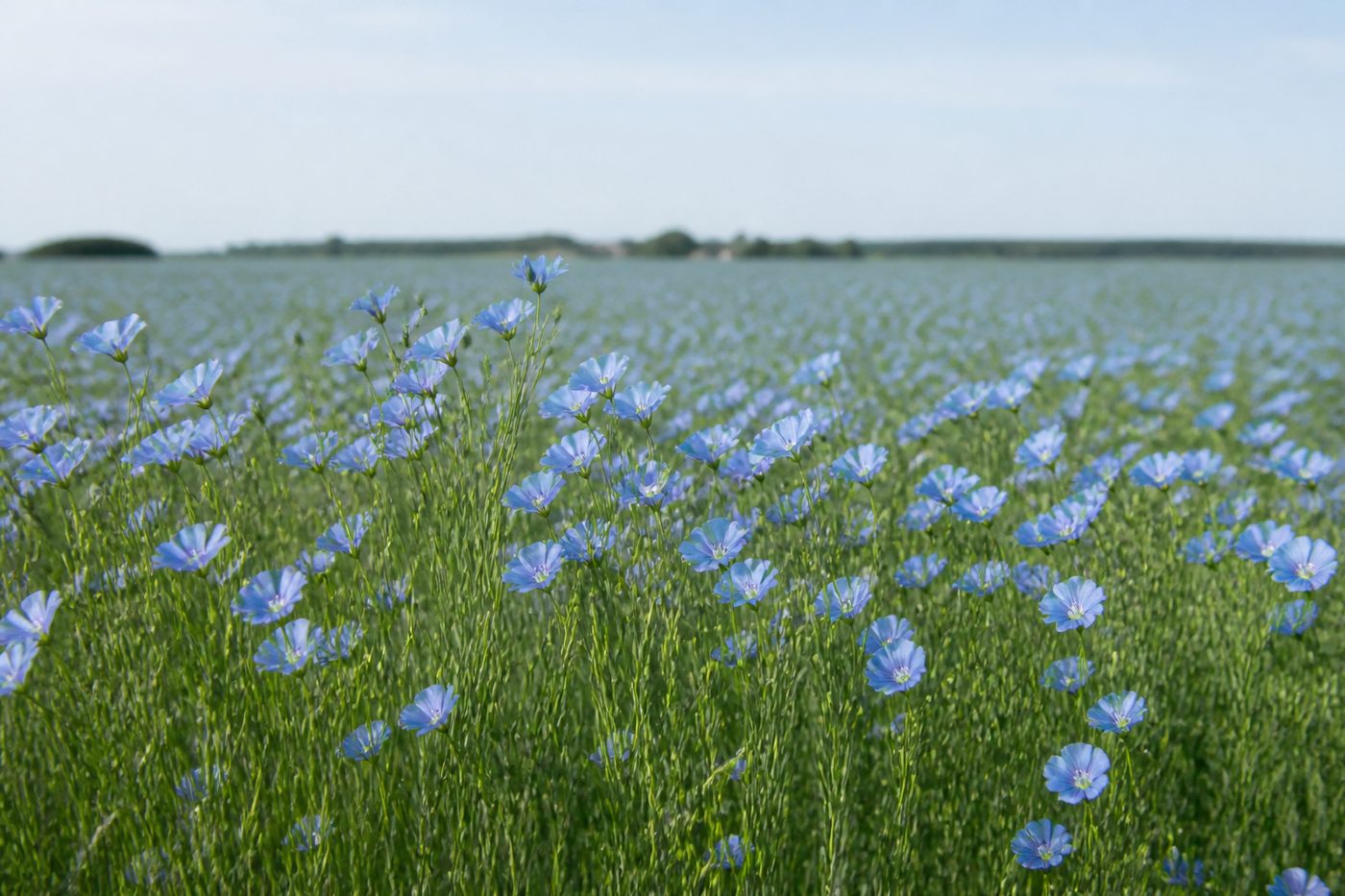 Blue flowering flax field, linen fiber origin for breathable apparel and home textiles